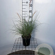 Miscanthus sin. 'Adagio' 30-40 cm 2,5L