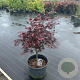 Acer pal. 'Bloodgood' 80-90 cm 35L