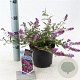 Buddleja Free Petite Dark Pink 20-25 cm 2,0L