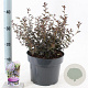 Ceanothus 'Tuxedo' 30-40 cm 5,0L