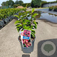 Magnolia figo 'Stellar Ruby' 40-50 cm 5,0L
