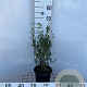 Phillyrea angustifolia 30-40 cm 3,0L