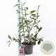 Photinia fraseri Louise 60-70 cm 5,0L