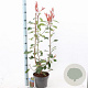 Photinia fraseri 'Red Robin' 60-70 cm 5,0L