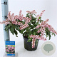 Pieris jap. Pink Passion 20-25 cm 3,0L
