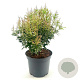 Pieris jap. Polar Passion 25-30 cm 3,0L