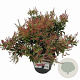 Pieris jap. Polar Passion 25-30 cm 3,0L