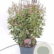 Pieris jap. Polar Passion 30-40 cm 5,0L