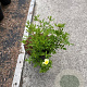 Potentilla f. 'Limelight' 30-40 cm C1.5