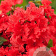 Rhododendron (AJ) Geisha Orange 20-25 cm 5,0L