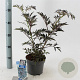 Sambucus nigra Black Lace 30-40 cm 2,0L