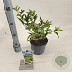 Sambucus nigra Gold Spark 30-40 cm 2,0L