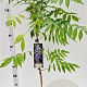 Wisteria sinensis 100 cm C1.5 met stok