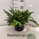 Blechnum spicant 20-25 cm 2,0L