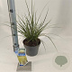 Carex brunnea 'Aureomarginata' 25-30 cm 2,0L