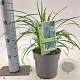 Carex morrowii 'Irish Green' 20-25 cm 2,0L