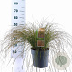 Carex testacea 'Prairie Fire' 30-40 cm 6,5L