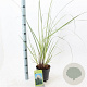 Cortaderia s. 'Evita' 60-80 cm 3,0L