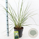 Cortaderia s. 'Pumila' 50-60 cm 6,5L