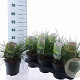 Deschampsia cesp. 'Goldtau' 30-60 cm 2,0L
