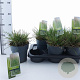Deschampsia cesp. 'Goldtau' 30-60 cm 2,0L