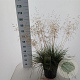 Deschampsia cesp. 'Goldtau' 50-80 cm 12L