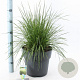 Deschampsia cesp. 'Goldtau' 50-80 cm 12L