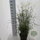Miscanthus sin. 'Adagio' 70-90 cm 12L