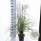 Miscanthus sin. Pink Cloud GM 6,5L