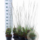 Molinia caerulea 'Heidebraut' 40-70 cm 2,0L