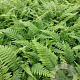 Polystichum set. 'Dahlem' GM 2,0L