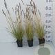 Sesleria autumnalis GM P9