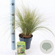 Stipa tenuissima 'Ponytails' 20-25 cm 2,0L