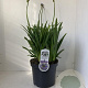 Agapanthus 'Dr Brouwer' 30-35 cm 7,5L