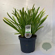 Agapanthus 'Leicester' 30-35 cm 7,5L