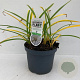 Agapanthus 'Leicester' 30-35 cm 7,5L