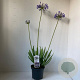 Agapanthus 'Sunfield' 25-30 cm 3,0L