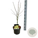 Acer pal. 'Osakazuki' 50-60 cm 4,5L