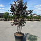Cercis can. 'Merlot' 200-250 cm cont. 110L meerstammig