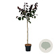 Cercis can. 'Merlot' 120 cm stam 15L
