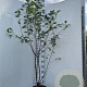 Amelanchier lamarckii 175-200 cm 7,5L Gestokt