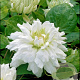 Clematis 'Duchess of Edinburgh' 80 cm rozenpot 2L