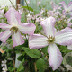 Clematis 'Little Nell' 80 cm rozenpot 2L