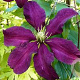Clematis 'Niobe' 80 cm rozenpot 2L