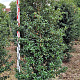 Ilex aquipernyi Dragon Lady 160-180 cm draadkluit