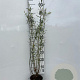 Salix purpurea 'Nana' 60-80 cm 2,0L
