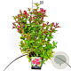 Weigela 'Bristol Ruby' 80-100 cm 10L