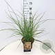 Miscanthus sin. 'Flamingo' 60-80 cm 10L