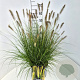Pennisetum al. 'Hameln' 60-70 cm 10L