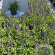 Salvia nem. 'Mainacht' GM 2,0L
